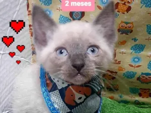 Gato raça SRD-ViraLata idade 2 a 6 meses nome Wuisk