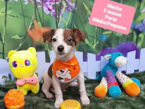 Cachorro raça SRD-ViraLata idade 2 a 6 meses nome Hugo
