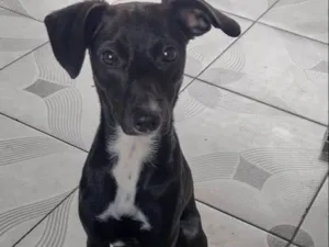 Cachorro raça SRD-ViraLata idade 7 a 11 meses nome Lua 