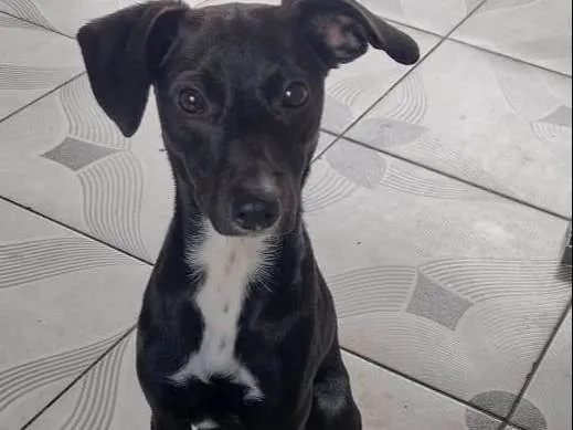 Cachorro ra a SRD-ViraLata idade 7 a 11 meses nome Lua 