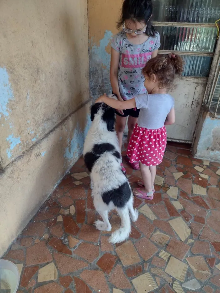 Cachorro ra a SRD-ViraLata idade 4 anos nome Bob