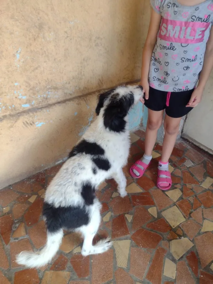 Cachorro ra a SRD-ViraLata idade 4 anos nome Bob