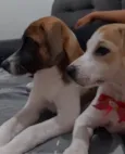 Luna e mel 