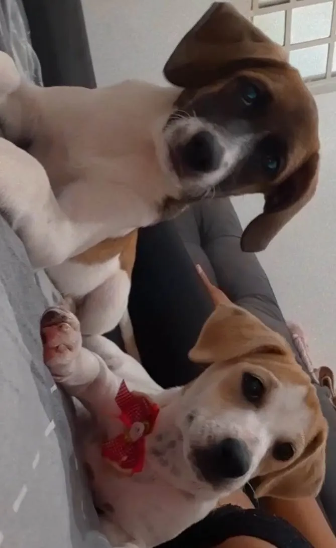 Cachorro raça Vira Lata  idade 2 a 6 meses nome Luna e mel 