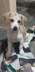 Luna e mel 