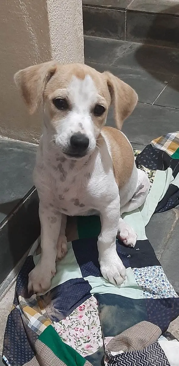Cachorro raça Vira Lata  idade 2 a 6 meses nome Luna e mel 