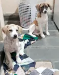 Luna e mel 