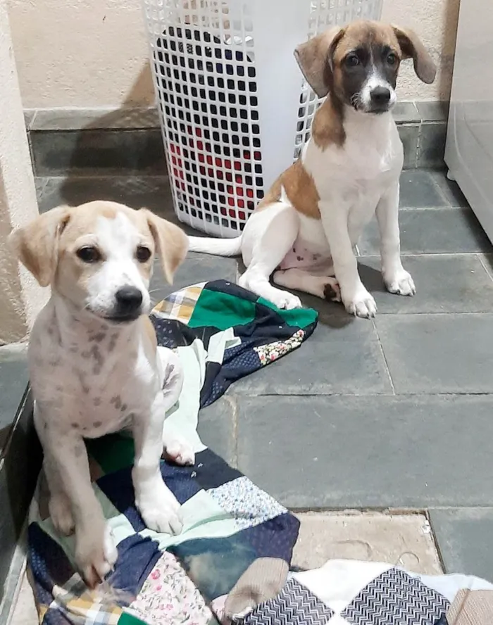 Cachorro raça Vira Lata  idade 2 a 6 meses nome Luna e mel 