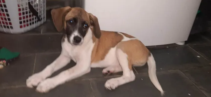 Cachorro raça Vira Lata  idade 2 a 6 meses nome Luna e mel 