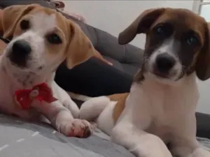 Cachorro raça Vira Lata  idade 2 a 6 meses nome Luna e mel 