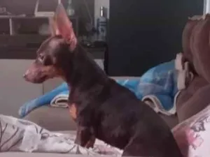 Cachorro raça Pincher  idade 2 anos nome Mel