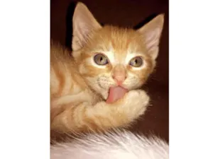 Gato raça Vira lata  idade 2 a 6 meses nome Gatinha 