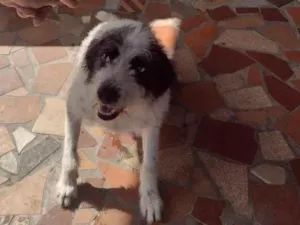 Cachorro raça SRD-ViraLata idade 4 anos nome Bob