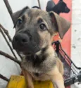Cachorro raça SRD-ViraLata idade 2 a 6 meses nome Sem Nome 