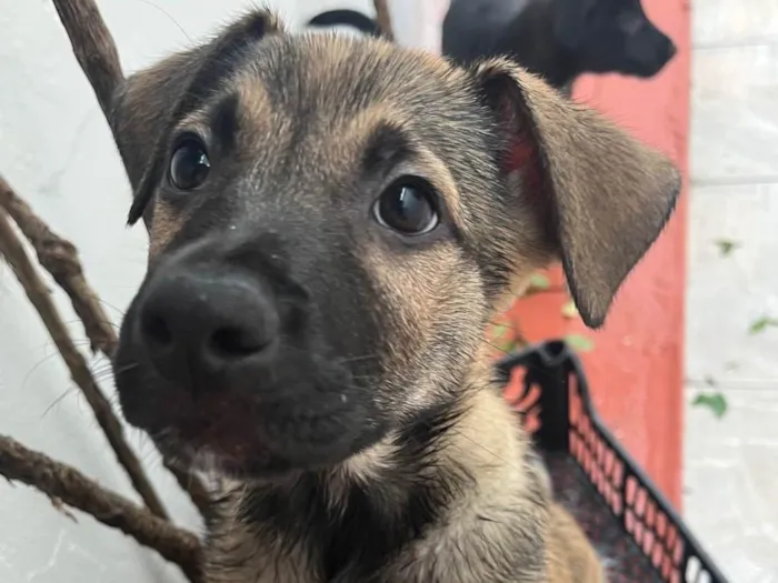 Cachorro raça SRD-ViraLata idade 2 a 6 meses nome Sem Nome 
