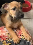 Cachorro raça SRD-ViraLata idade 2 a 6 meses nome Sem Nome 