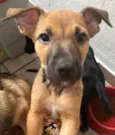 Cachorro raça SRD-ViraLata idade 2 a 6 meses nome Sem Nome 