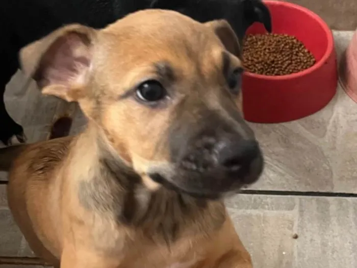 Cachorro raça SRD-ViraLata idade 2 a 6 meses nome Sem Nome 