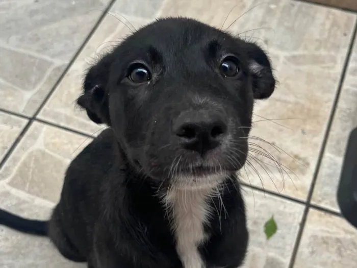 Cachorro raça SRD-ViraLata idade 2 a 6 meses nome Sem Nome 