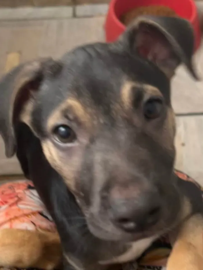 Cachorro raça SRD-ViraLata idade 2 a 6 meses nome Sem Nome 