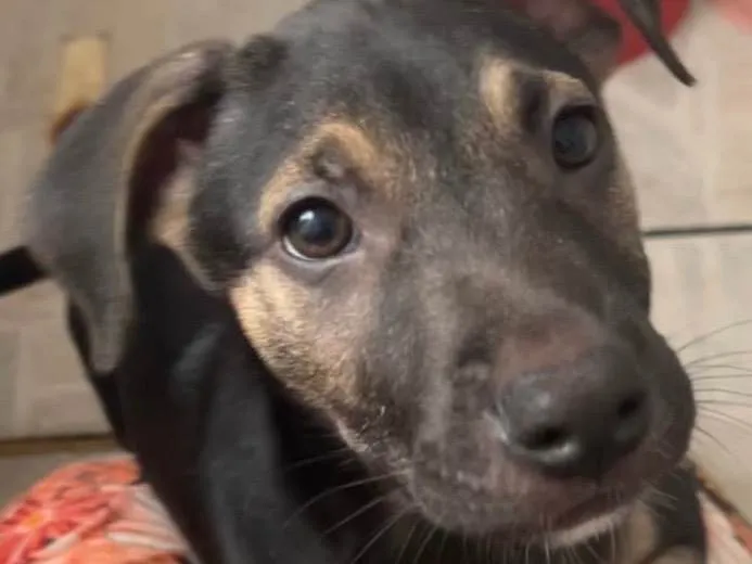 Cachorro raça SRD-ViraLata idade 2 a 6 meses nome Sem Nome 