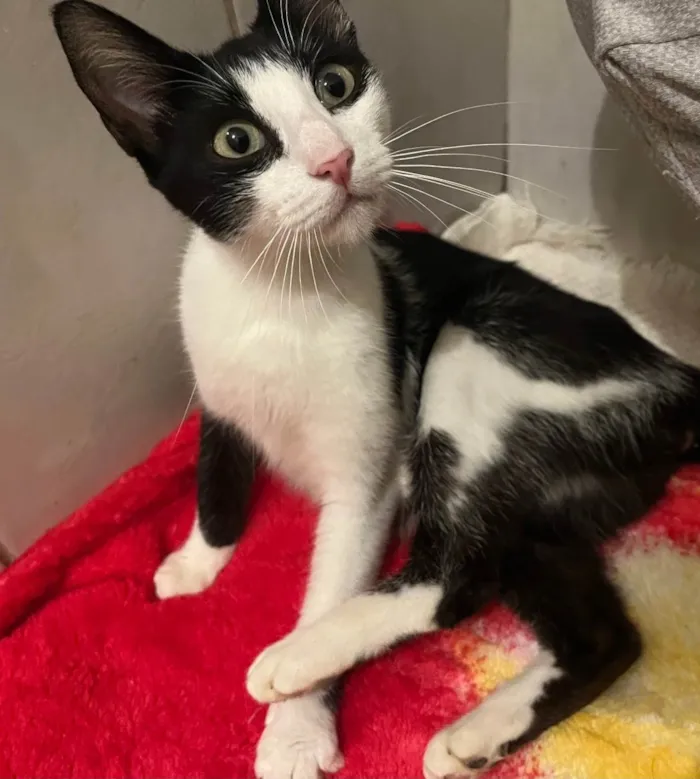 Gato raça SRD-ViraLata idade 7 a 11 meses nome Nina