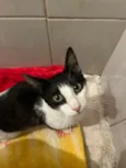 Gato raça SRD-ViraLata idade 7 a 11 meses nome Nina