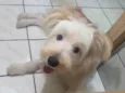 Toby