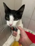 Gato raça SRD-ViraLata idade 7 a 11 meses nome Nina