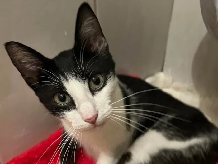 Gato raça SRD-ViraLata idade 7 a 11 meses nome Nina