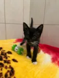 Gato raça SRD-ViraLata idade Abaixo de 2 meses nome Mini
