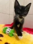 Gato raça SRD-ViraLata idade Abaixo de 2 meses nome Mini