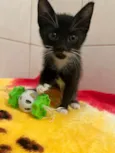 Gato raça SRD-ViraLata idade Abaixo de 2 meses nome Mini