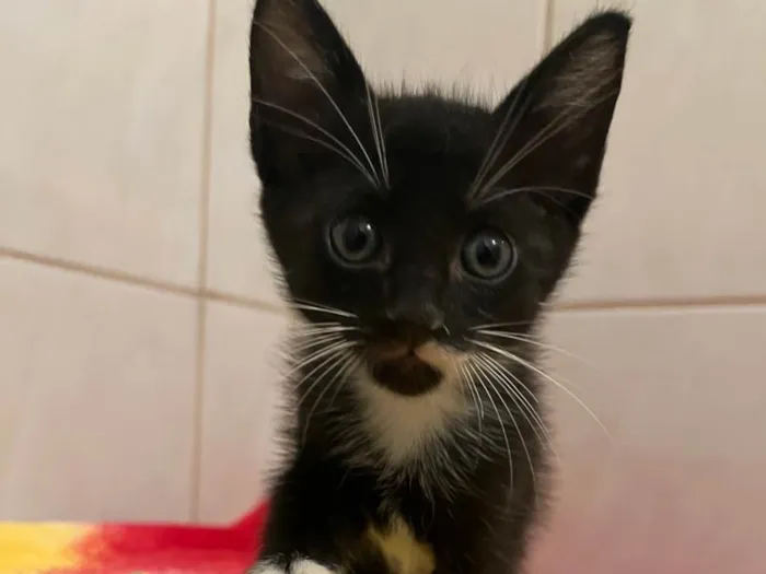 Gato raça SRD-ViraLata idade Abaixo de 2 meses nome Mini