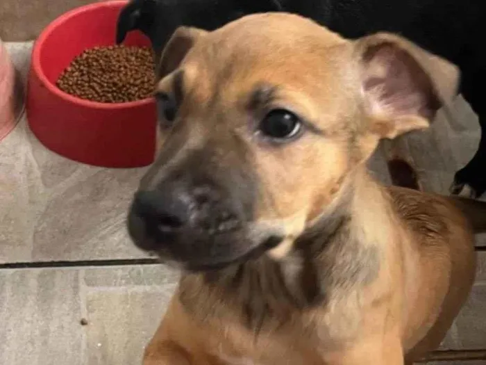 Cachorro raça SRD-ViraLata idade 2 a 6 meses nome Sem Nome 