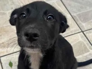 Cachorro raça SRD-ViraLata idade 2 a 6 meses nome Sem Nome 