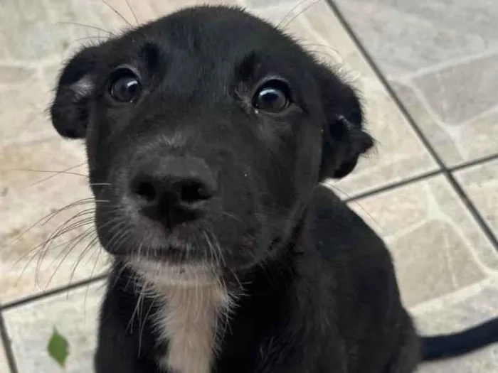 Cachorro raça SRD-ViraLata idade 2 a 6 meses nome Sem Nome 