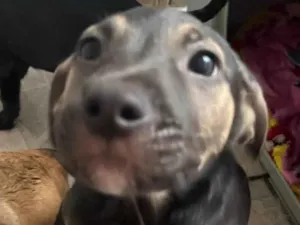 Cachorro raça SRD-ViraLata idade 2 a 6 meses nome Sem Nome 