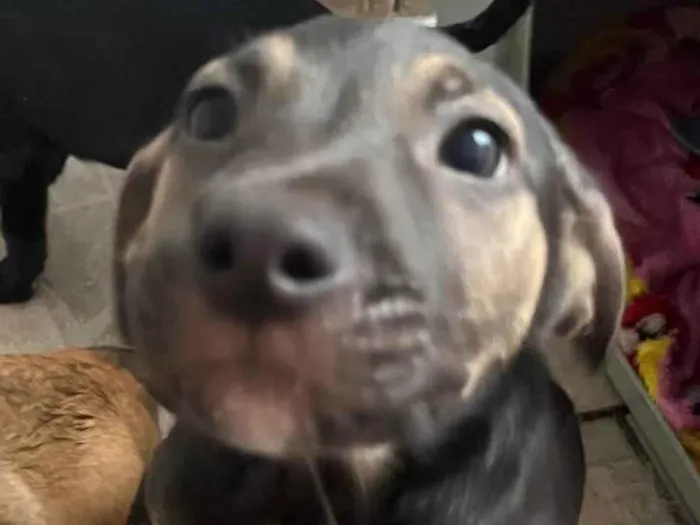 Cachorro raça SRD-ViraLata idade 2 a 6 meses nome Sem Nome 