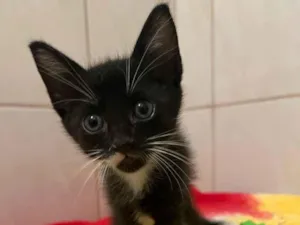 Gato raça SRD-ViraLata idade Abaixo de 2 meses nome Mini