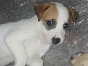 Cachorro raça SRD-ViraLata idade Abaixo de 2 meses nome Sem nomes 