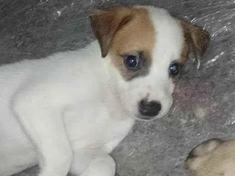 Cachorro ra a SRD-ViraLata idade Abaixo de 2 meses nome Sem nomes 