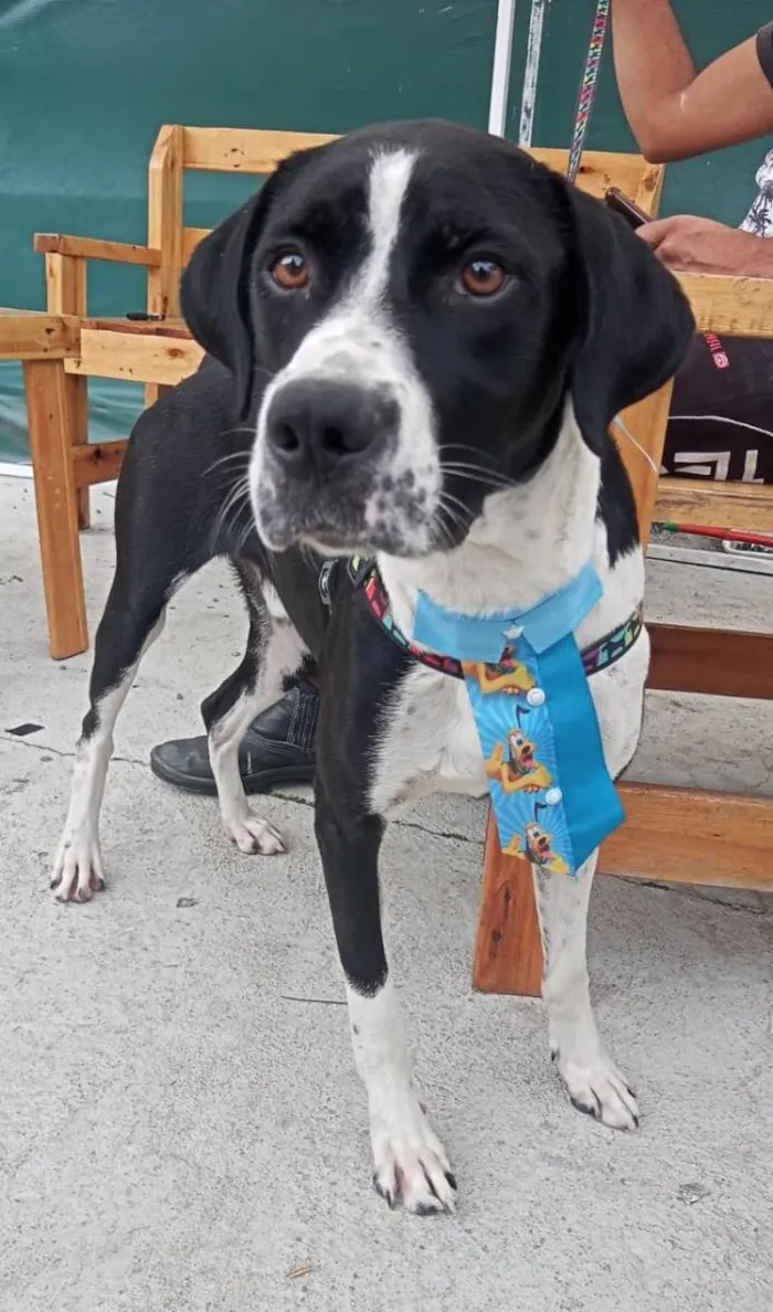 Cachorro ra a mestiço boxer idade 1 ano nome scooby