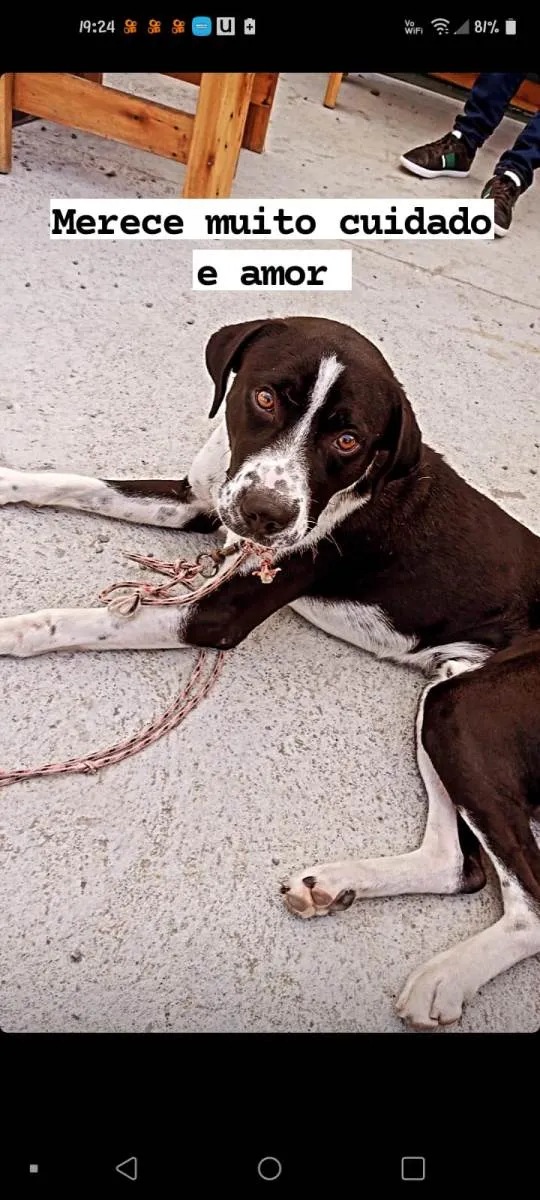 Cachorro ra a mestiço boxer idade 1 ano nome scooby