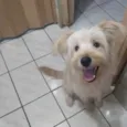 Toby