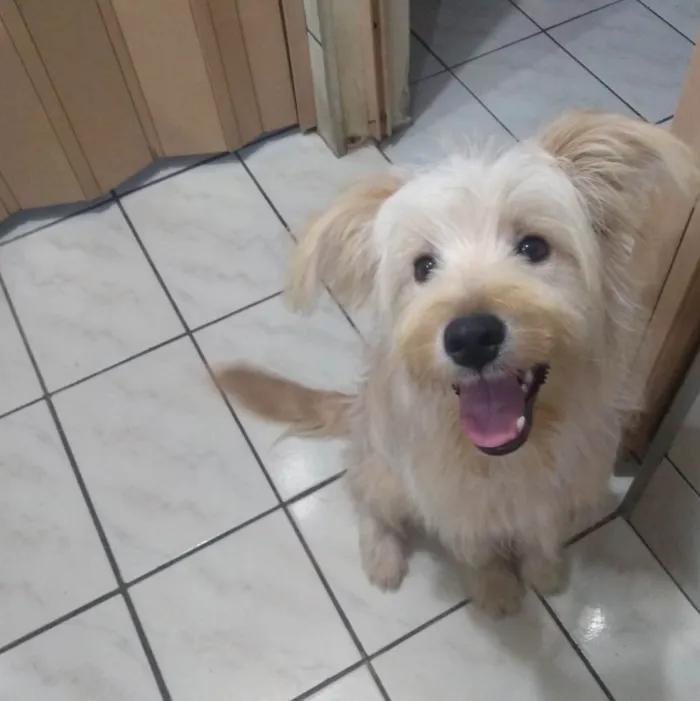 Cachorro raça SRD Misto com Poodle idade 7 a 11 meses nome Toby