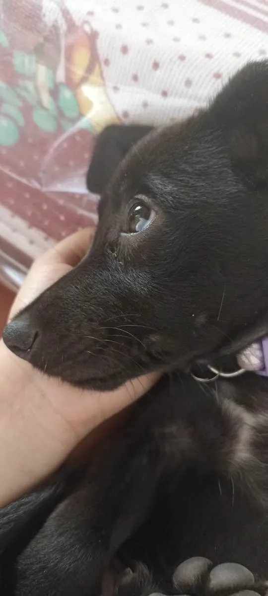 Cachorro ra a SRD-ViraLata idade 2 a 6 meses nome Doa-se cadelinha lunna