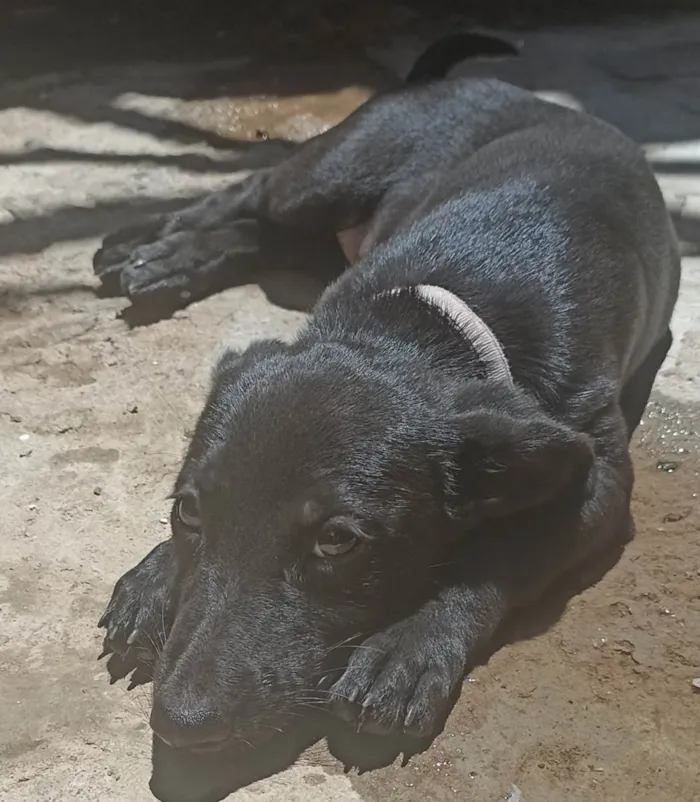 Cachorro ra a SRD-ViraLata idade 2 a 6 meses nome Doa-se cadelinha lunna