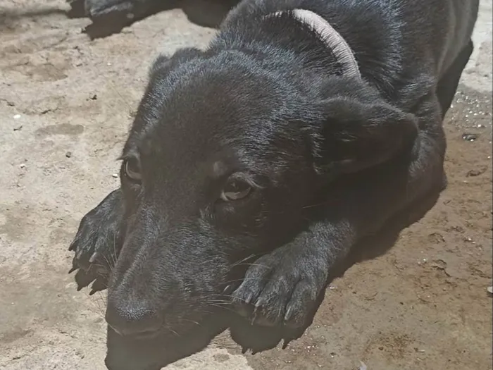 Cachorro ra a SRD-ViraLata idade 2 a 6 meses nome Doa-se cadelinha lunna