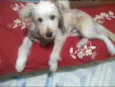 Toby